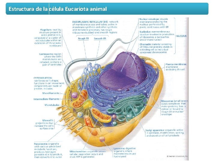 Estructura de la célula Eucariota animal 