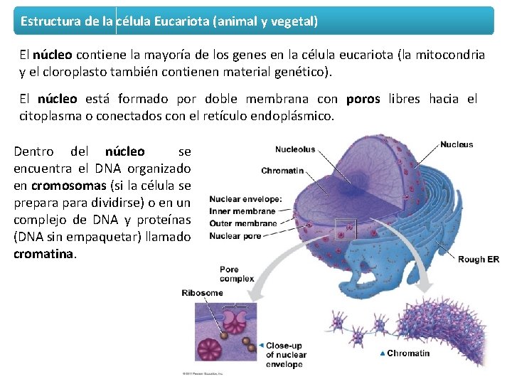 Estructura de la célula Eucariota (animal y vegetal) El núcleo contiene la mayoría de