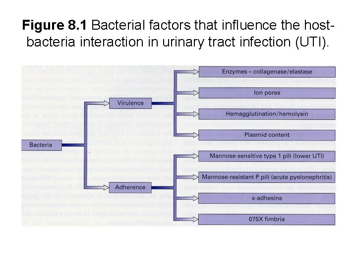 Figure 8. 1 Bacterial factors that influence the hostbacteria interaction in urinary tract infection