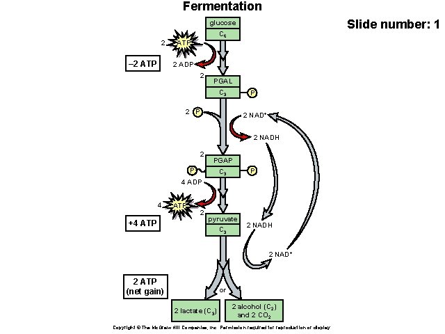 Fermentation Slide number: 1 glucose 2 – 2 ATP C 6 ATP 2 ADP