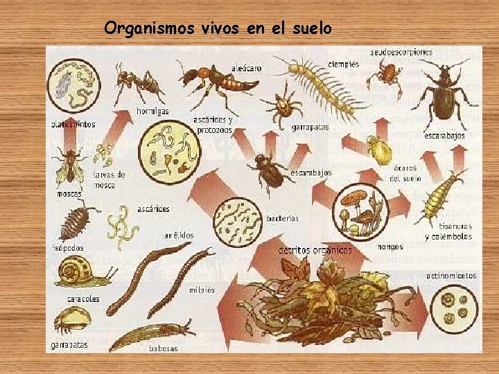 Organismos vivos en el suelo 