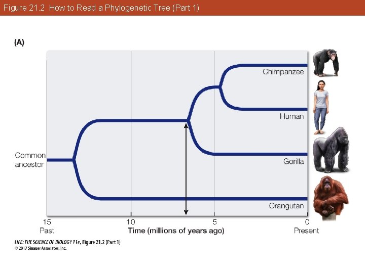 Figure 21. 2 How to Read a Phylogenetic Tree (Part 1) 