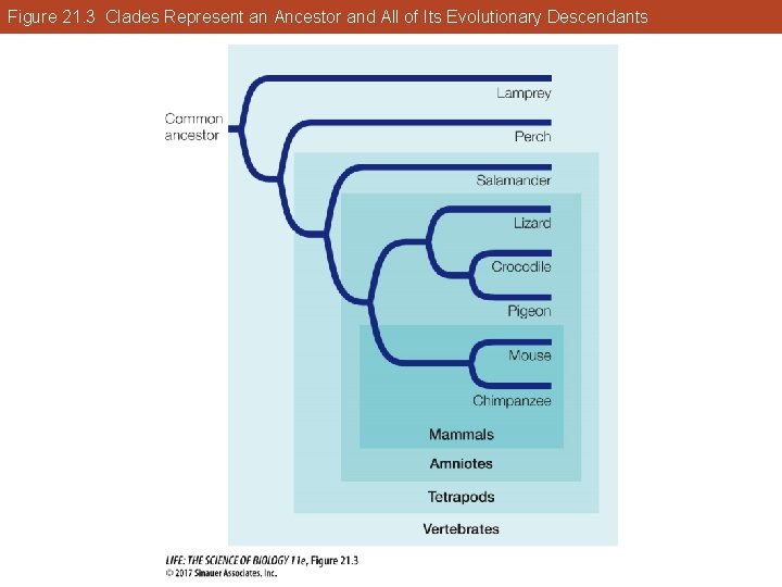 Figure 21. 3 Clades Represent an Ancestor and All of Its Evolutionary Descendants 