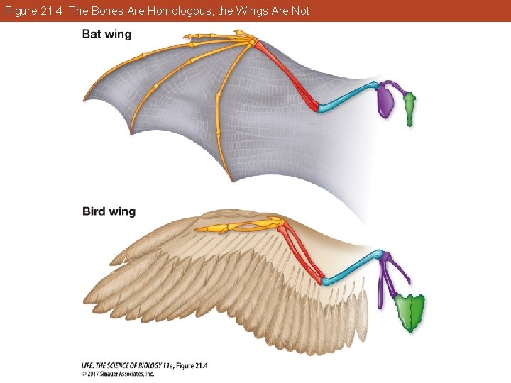 Figure 21. 4 The Bones Are Homologous, the Wings Are Not 
