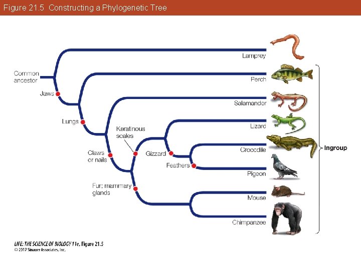 Figure 21. 5 Constructing a Phylogenetic Tree 