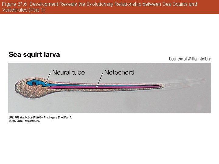 Figure 21. 6 Development Reveals the Evolutionary Relationship between Sea Squirts and Vertebrates (Part