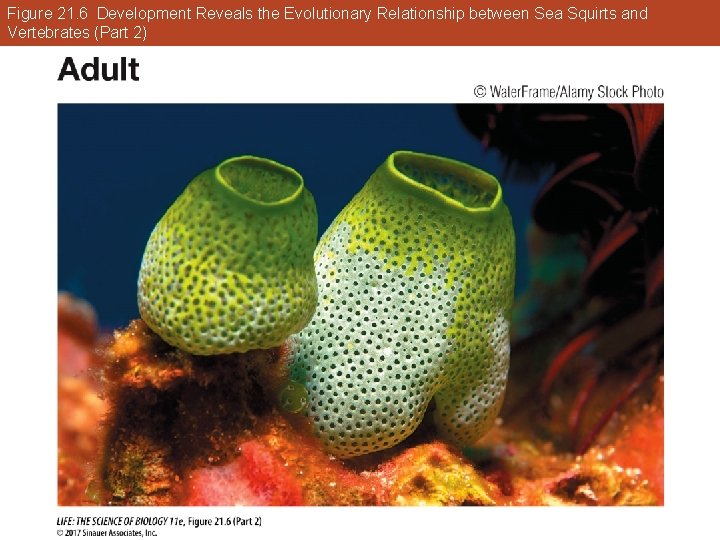 Figure 21. 6 Development Reveals the Evolutionary Relationship between Sea Squirts and Vertebrates (Part