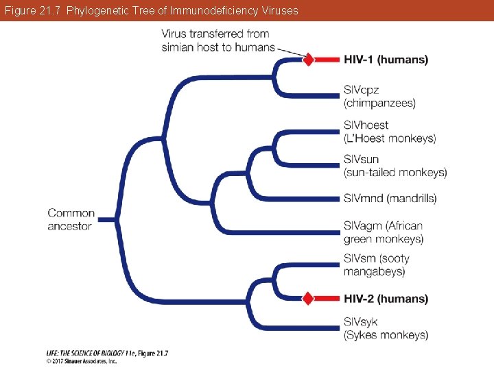 Figure 21. 7 Phylogenetic Tree of Immunodeficiency Viruses 