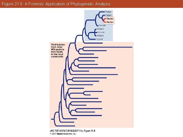 Figure 21. 8 A Forensic Application of Phylogenetic Analysis 