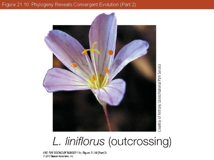 Figure 21. 10 Phylogeny Reveals Convergent Evolution (Part 2) 