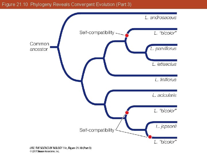 Figure 21. 10 Phylogeny Reveals Convergent Evolution (Part 3) 