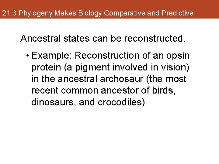 21. 3 Phylogeny Makes Biology Comparative and Predictive Ancestral states can be reconstructed. •