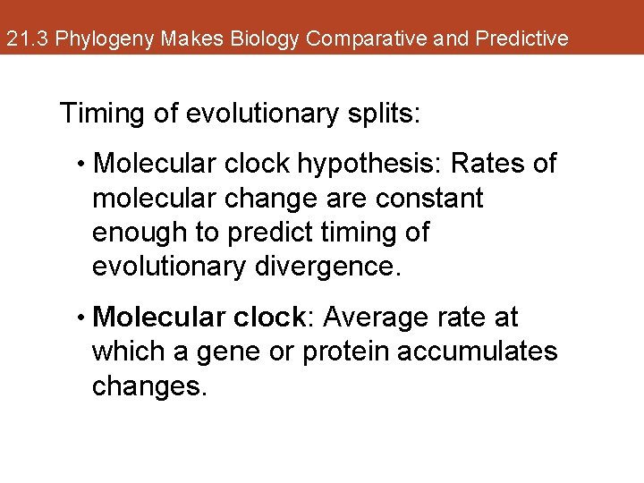 21. 3 Phylogeny Makes Biology Comparative and Predictive Timing of evolutionary splits: • Molecular
