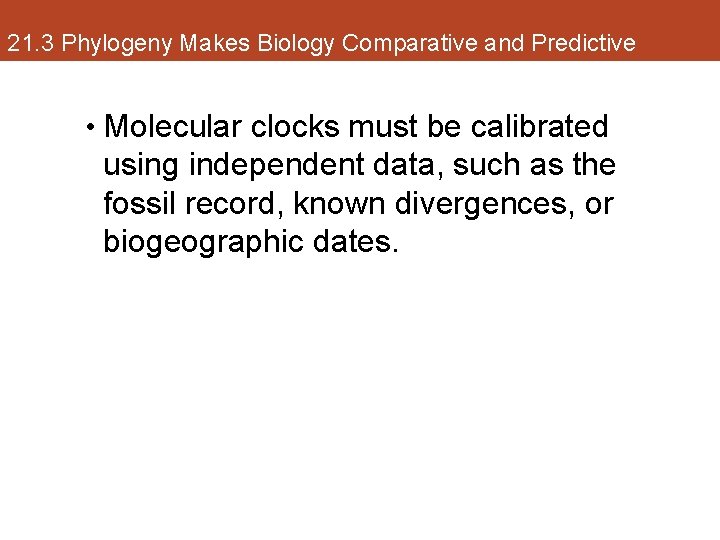 21. 3 Phylogeny Makes Biology Comparative and Predictive • Molecular clocks must be calibrated