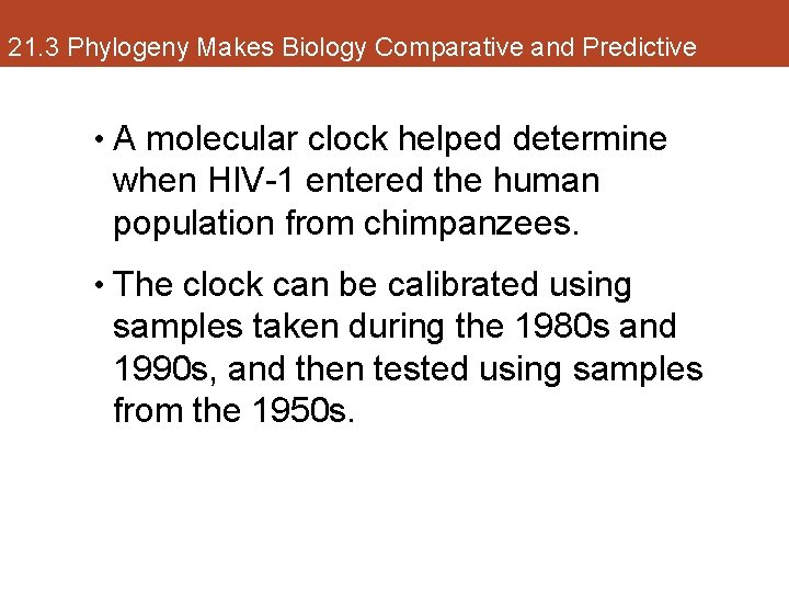 21. 3 Phylogeny Makes Biology Comparative and Predictive • A molecular clock helped determine