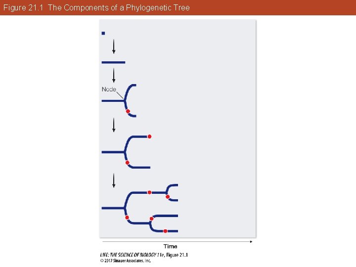 Figure 21. 1 The Components of a Phylogenetic Tree 