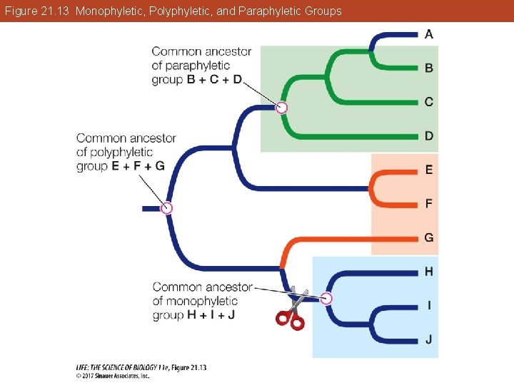 Figure 21. 13 Monophyletic, Polyphyletic, and Paraphyletic Groups 