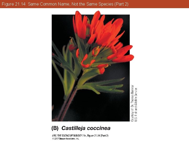 Figure 21. 14 Same Common Name, Not the Same Species (Part 2) 