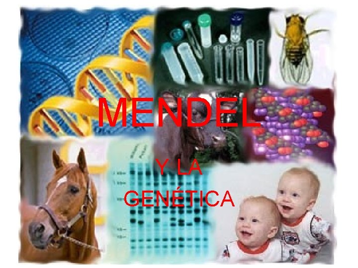 MENDEL Y LA GENÉTICA 
