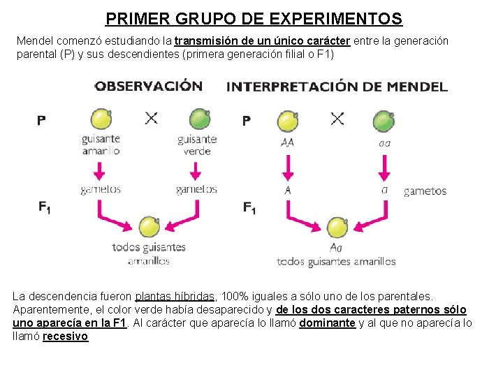 PRIMER GRUPO DE EXPERIMENTOS Mendel comenzó estudiando la transmisión de un único carácter entre