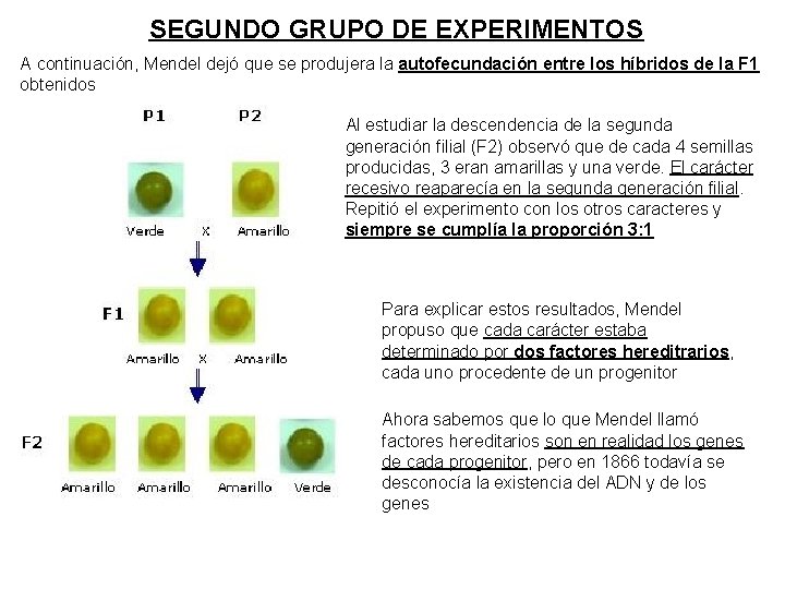 SEGUNDO GRUPO DE EXPERIMENTOS A continuación, Mendel dejó que se produjera la autofecundación entre