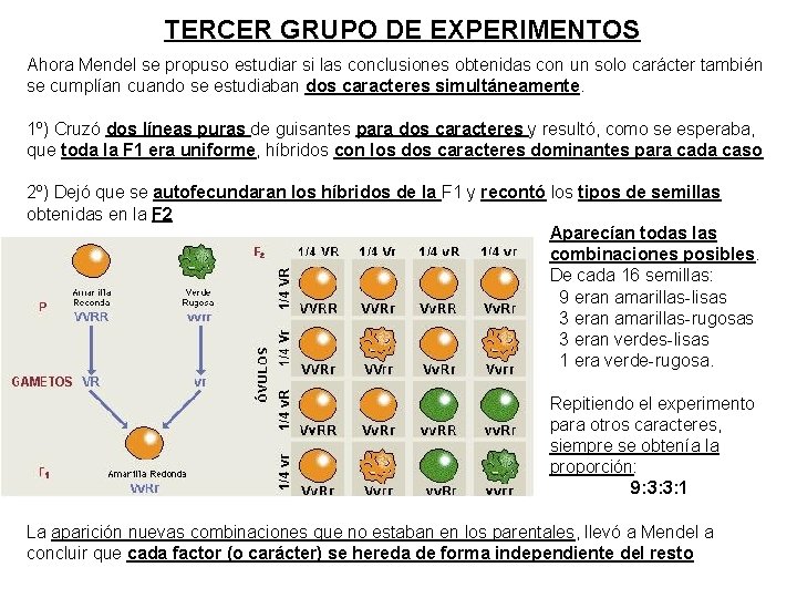 TERCER GRUPO DE EXPERIMENTOS Ahora Mendel se propuso estudiar si las conclusiones obtenidas con