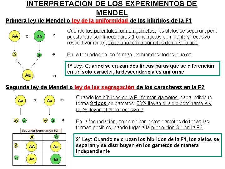 INTERPRETACIÓN DE LOS EXPERIMENTOS DE MENDEL Primera ley de Mendel o ley de la