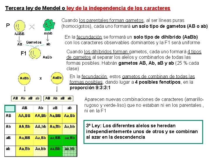 Tercera ley de Mendel o ley de la independencia de los caracteres Cuando los