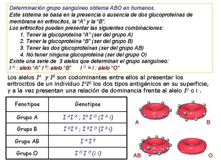 Determinación grupo sanguíneo sistema ABO en humanos. Este sistema se basa en la presencia