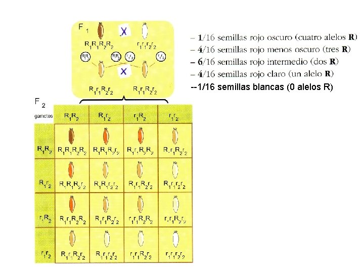 --1/16 semillas blancas (0 alelos R) 