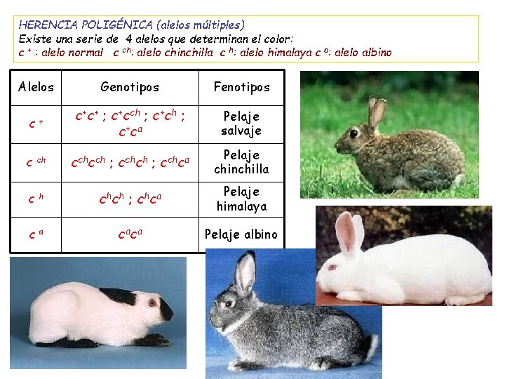 HERENCIA POLIGÉNICA (alelos múltiples) Existe una serie de 4 alelos que determinan el color: