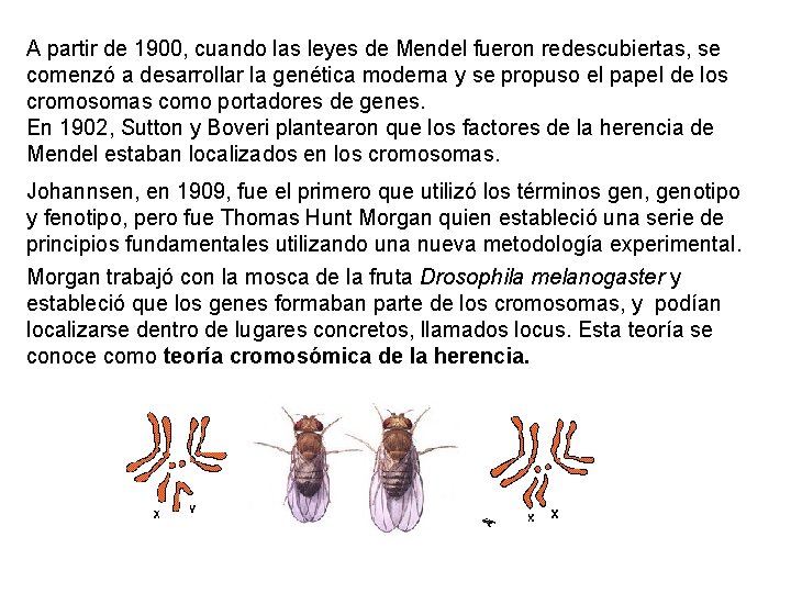 A partir de 1900, cuando las leyes de Mendel fueron redescubiertas, se comenzó a