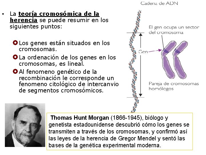  • La teoría cromosómica de la herencia se puede resumir en los siguientes