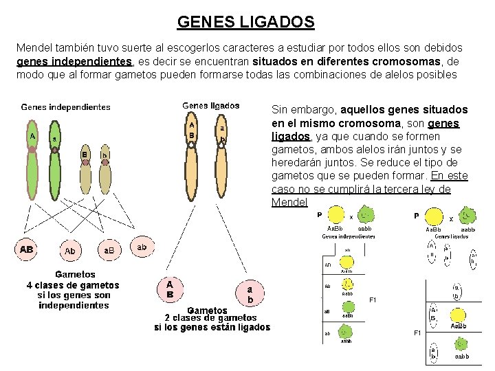 GENES LIGADOS Mendel también tuvo suerte al escogerlos caracteres a estudiar por todos ellos