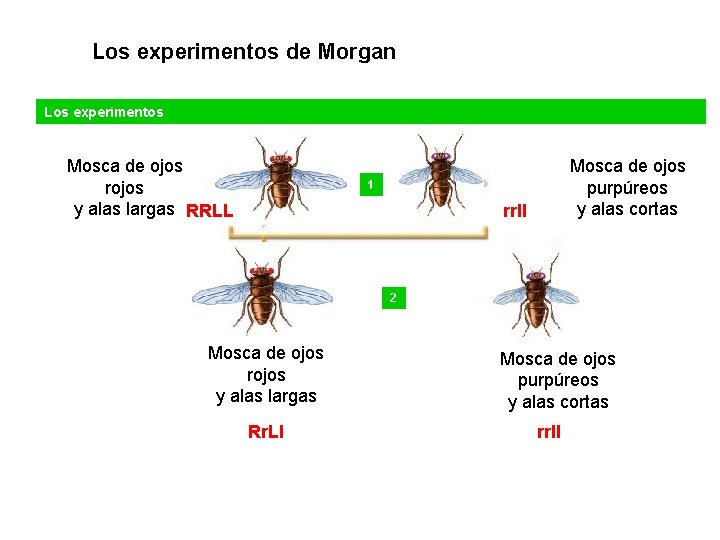 UNIDAD 7 Los experimentos de Morgan Los experimentos Mosca de ojos rojos y alas