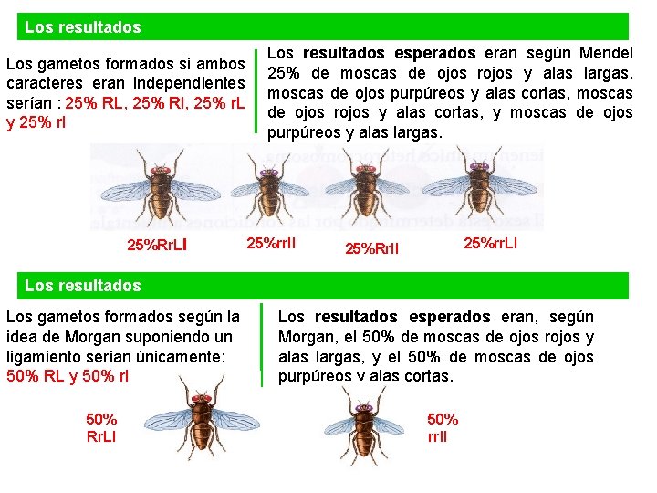 UNIDAD 7 Los resultados Los gametos formados si ambos caracteres eran independientes serían :