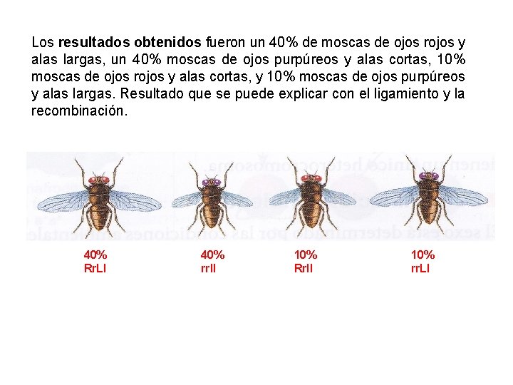 UNIDAD 7 Los resultados obtenidos fueron un 40% de moscas de ojos rojos y