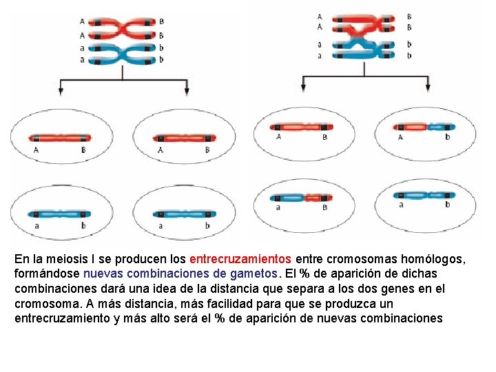 En la meiosis I se producen los entrecruzamientos entre cromosomas homólogos, formándose nuevas combinaciones