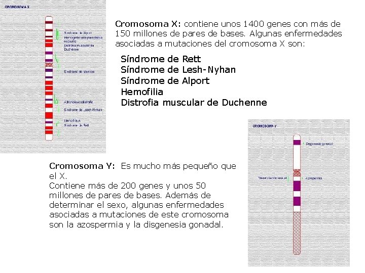 Cromosoma X: contiene unos 1400 genes con más de 150 millones de pares de