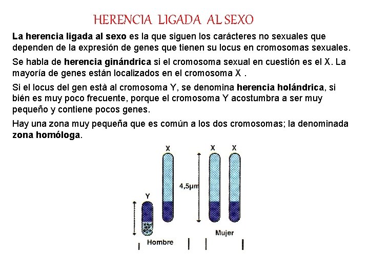 HERENCIA LIGADA AL SEXO La herencia ligada al sexo es la que siguen los