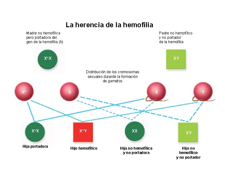 UNIDAD 7 3 La herencia de la hemofilia Madre no hemofílica pero portadora del