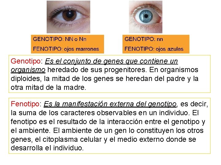 Genotipo: Es el conjunto de genes que contiene un organismo heredado de sus progenitores.