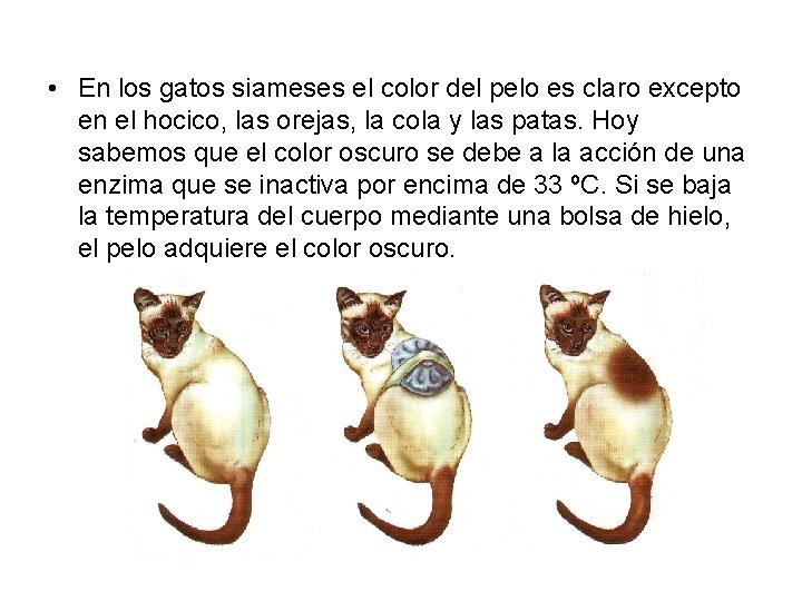  • En los gatos siameses el color del pelo es claro excepto en