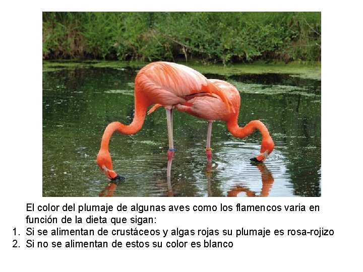 Genes y medio ambiente: El color del plumaje de algunas aves como los flamencos