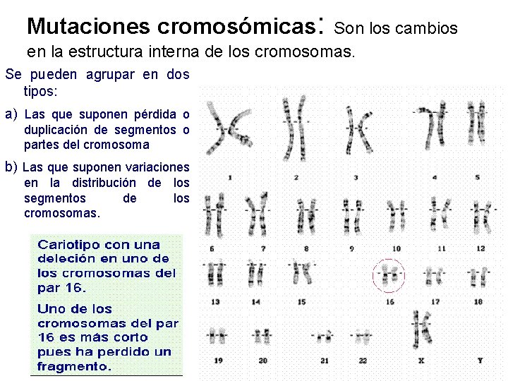 Mutaciones cromosómicas: Son los cambios en la estructura interna de los cromosomas. Se pueden