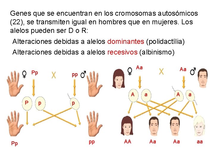 Genes que se encuentran en los cromosomas autosómicos (22), se transmiten igual en hombres