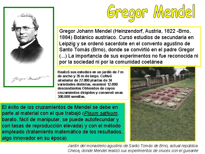 Gregor Johann Mendel (Heinzendorf, Austria, 1822 -Brno, 1884) Botánico austriaco. Cursó estudios de secundaria