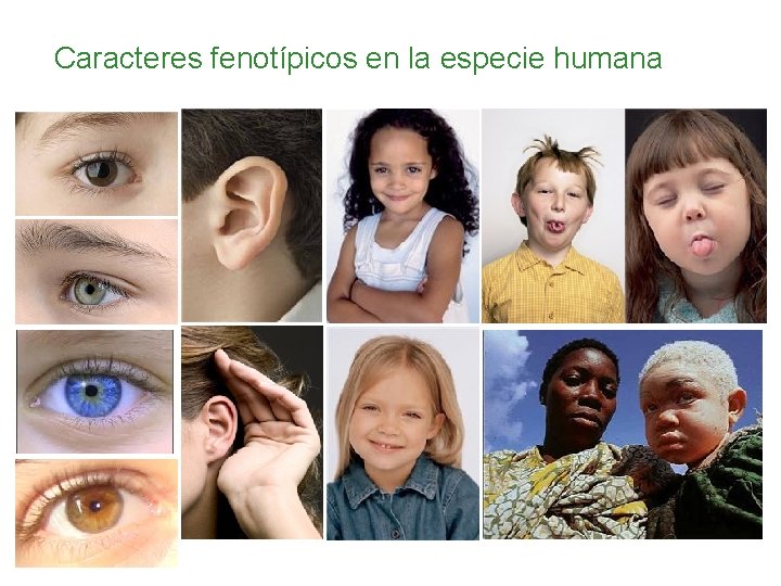 Caracteres fenotípicos en la especie humana 