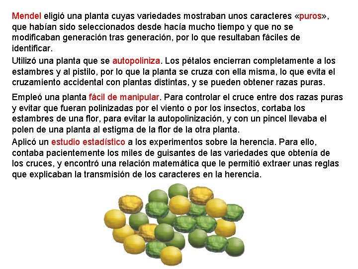 Mendel eligió una planta cuyas variedades mostraban unos caracteres «puros» , que habían sido