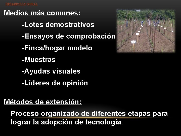 DESARROLLO RURAL Medios más comunes: -Lotes demostrativos -Ensayos de comprobación -Finca/hogar modelo -Muestras -Ayudas
